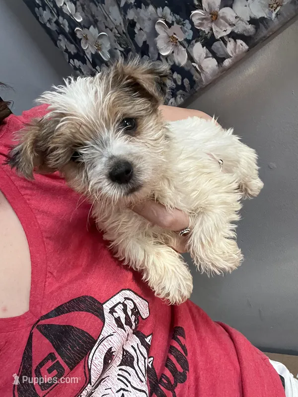 Lola , a female Yorkshire Terrier for sale in Dawsonville, GA – Photo 1 of 1