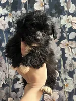 Rosie, a female Peekapoo for sale in Dawsonville, GA – Photo 2 of 2