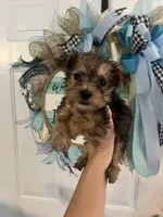 Dozer , a male Yorkshire Terrier for sale in Dawsonville, GA – 2 of 2