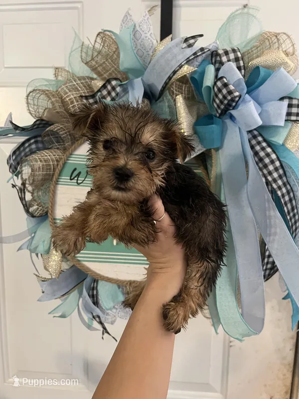 Dozer  – Yorkshire Terrier puppy for sale in Dawsonville, GA