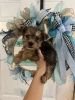 Dozer , a male Yorkshire Terrier for sale in Dawsonville, GA – 1 of 2
