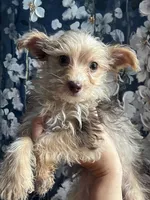 Josie , a female Yorkshire Terrier for sale in Dawsonville, GA – 1 of 3