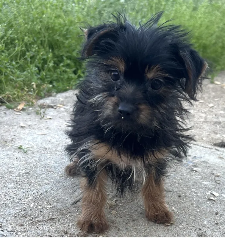 Bellie – Yorkshire Terrier puppy for sale in Dawsonville, GA