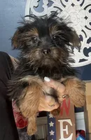 Bellie, a female Yorkshire Terrier for sale in Dawsonville, GA – 4 of 4