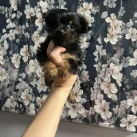 Bellie, a female Yorkshire Terrier for sale in Dawsonville, GA – Photo 2 of 2