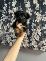 Bellie, a female Yorkshire Terrier for sale in Dawsonville, GA – Photo 2 of 2