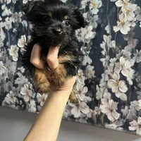 Bellie, a female Yorkshire Terrier for sale in Dawsonville, GA – Photo 1 of 2