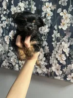 Bellie, a female Yorkshire Terrier for sale in Dawsonville, GA – Photo 1 of 2