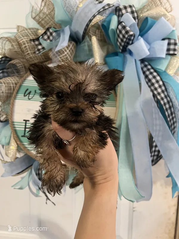 Freddie  – Yorkshire Terrier puppy for sale in Dawsonville, GA