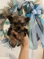 Freddie , a male Yorkshire Terrier for sale in Dawsonville, GA – 1 of 2