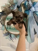 Freddie , a male Yorkshire Terrier for sale in Dawsonville, GA – 2 of 2