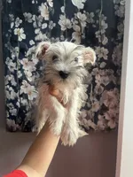 Pickles , a male Miniature Schnauzer for sale in Dawsonville, GA – 3 of 3