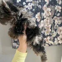 Jolie , a female Yorkshire Terrier for sale in Dawsonville, GA – Photo 2 of 2