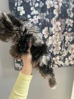 Jolie , a female Yorkshire Terrier for sale in Dawsonville, GA – Photo 2 of 2