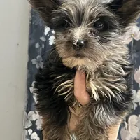 Jolie , a female Yorkshire Terrier for sale in Dawsonville, GA – Photo 1 of 2