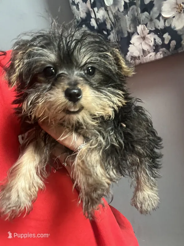 Freddie  – Yorkshire Terrier puppy for sale in Dawsonville, GA