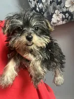 Freddie , a male Yorkshire Terrier for sale in Dawsonville, GA – 1 of 2