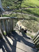 Buddy, a male Black Mouth Cur for sale in Highlands, TX – 3 of 4