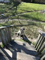 Buddy, a male Black Mouth Cur for sale in Highlands, TX – 4 of 4