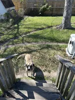 Buddy, a male Black Mouth Cur for sale in Highlands, TX – 2 of 4