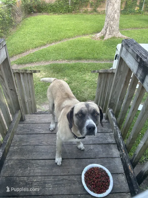 Buddy – Black Mouth Cur puppy for sale in Highlands, TX