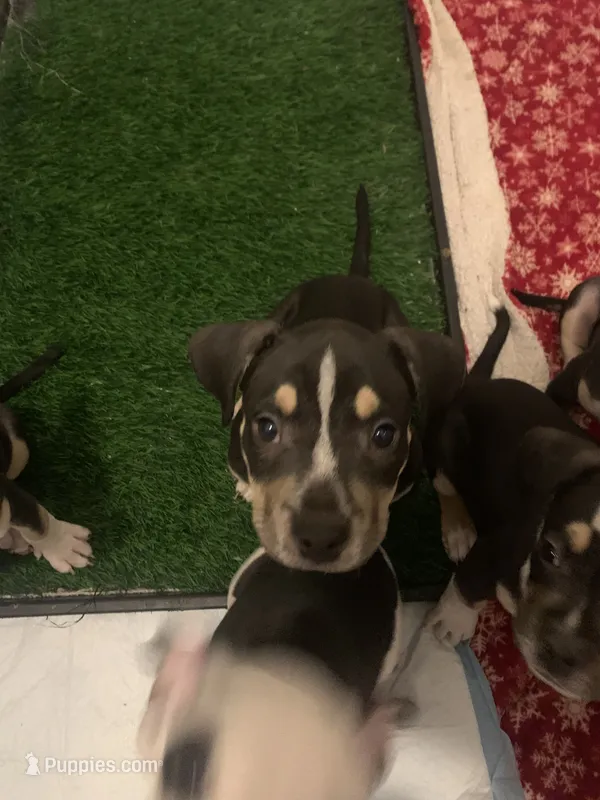 Orange Collar Male, a male American Bully for sale in Sacramento, CA – 1 of 8