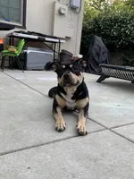 purple collar female, a female American Bully for sale in Sacramento, CA – 5 of 8