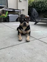 Orange Collar Male, a male American Bully for sale in Sacramento, CA – 5 of 8