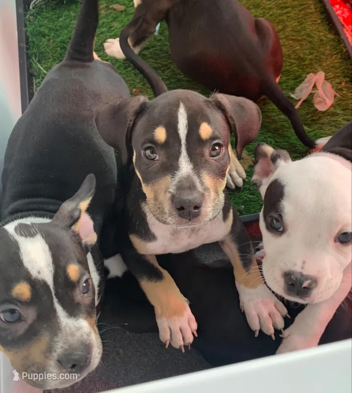 Orange Collar Male – American Bully puppy for sale in Sacramento, CA