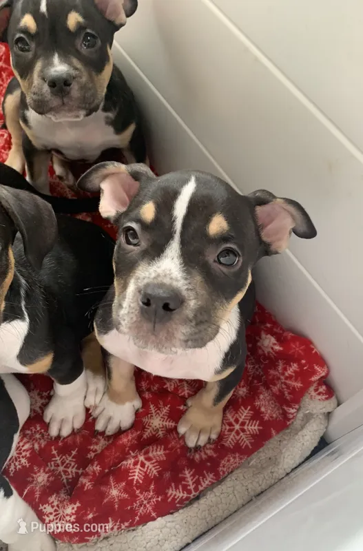 Blue Collar Male – American Bully puppy for sale in Sacramento, CA