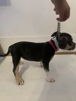 purple collar female, a female American Bully for sale in Sacramento, CA – 3 of 8