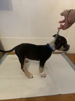 Blue Collar Male, a male American Bully for sale in Sacramento, CA – 3 of 8