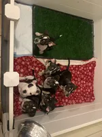 Pink Collar Female, a female American Bully for sale in Sacramento, CA – 4 of 8