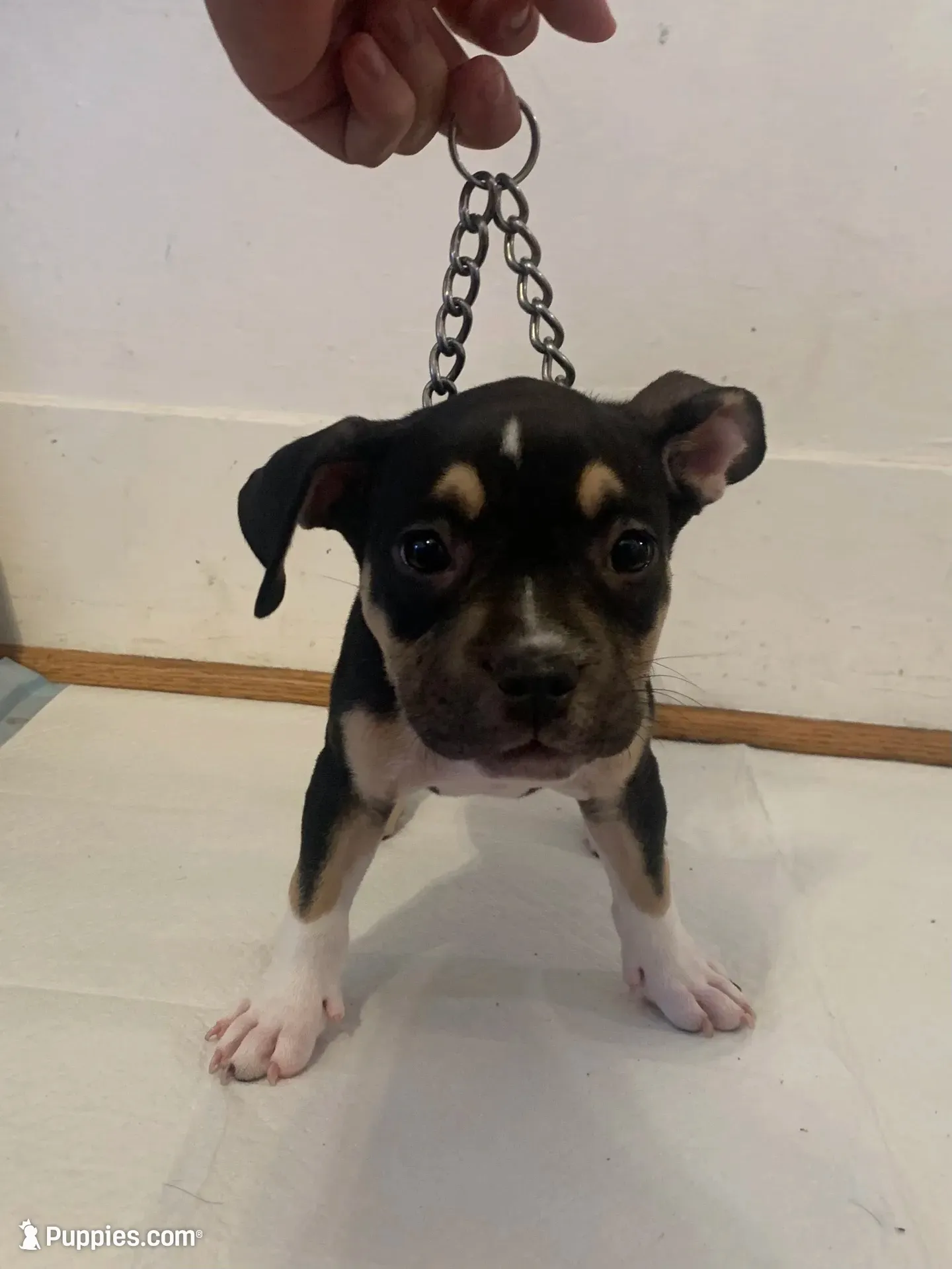 purple collar female, a female American Bully for sale in Sacramento, CA – 2 of 8