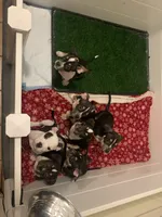 purple collar female, a female American Bully for sale in Sacramento, CA – 4 of 8