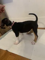 Pink Collar Female, a female American Bully for sale in Sacramento, CA – 3 of 8