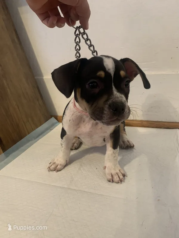 Light Pink Collar Female – American Bully puppy for sale in Sacramento, CA