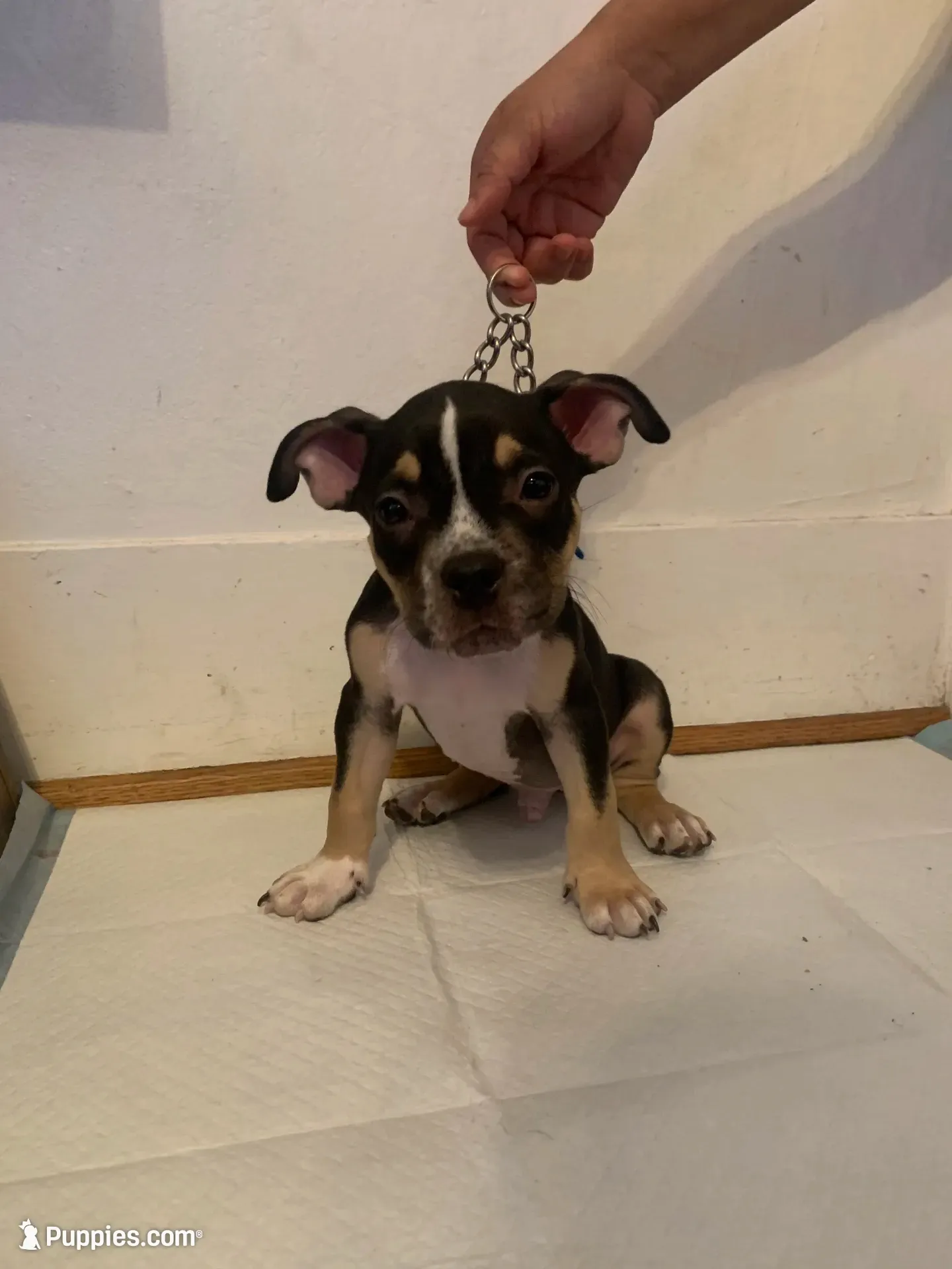 Blue Collar Male, a male American Bully for sale in Sacramento, CA – 2 of 8