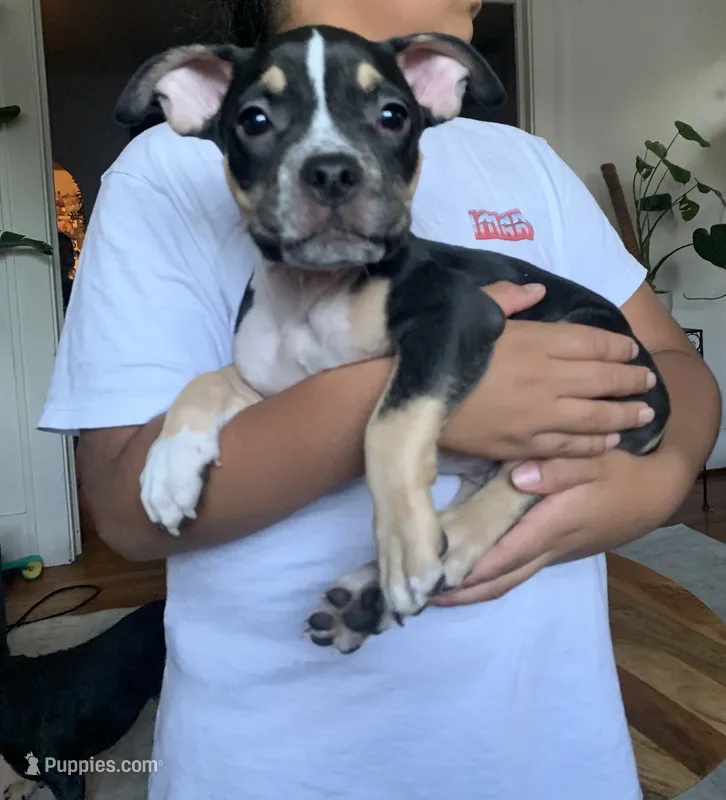 Blue Collar Male – American Bully puppy for sale in Sacramento, CA