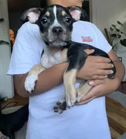 Blue Collar Male, a male American Bully for sale in Sacramento, CA – 1 of 8