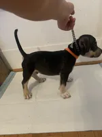 Orange Collar Male, a male American Bully for sale in Sacramento, CA – 3 of 8