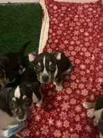 Blue Collar Male, a male American Bully for sale in Sacramento, CA – 4 of 8
