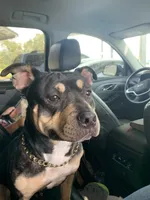 Orange Collar Male, a male American Bully for sale in Sacramento, CA – 6 of 8