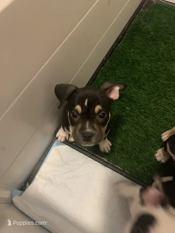 purple collar female – American Bully puppy for sale in Sacramento, CA