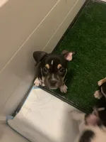 purple collar female, a female American Bully for sale in Sacramento, CA – 1 of 8