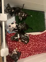 Orange Collar Male, a male American Bully for sale in Sacramento, CA – 4 of 8