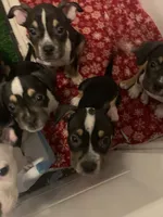 Light Pink Collar Female, a female American Bully for sale in Sacramento, CA – 3 of 8