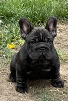 Suki , a female French Bulldog for sale in Lansing, MI – 8 of 8
