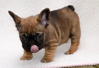 Ari, a female French Bulldog for sale in Lansing, MI – Photo 2 of 4