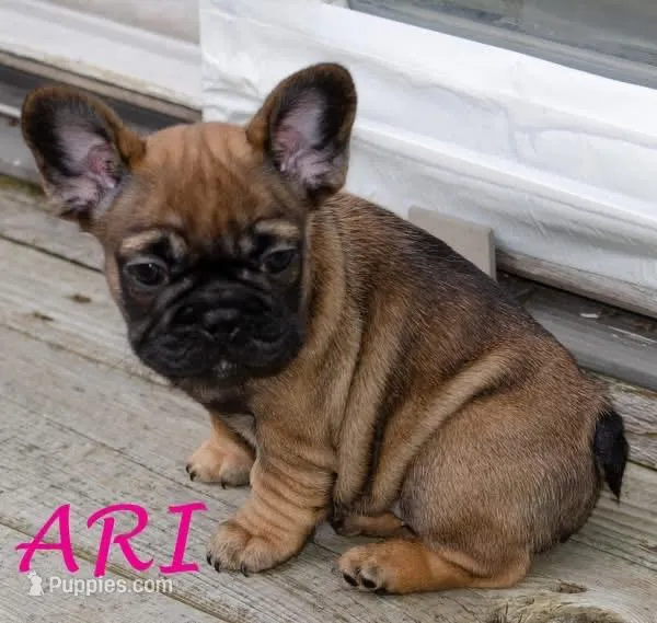 Ari – French Bulldog puppy for sale in Lansing, MI